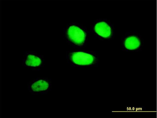 Monoclonal Anti-ZNF207 antibody produced in mouse