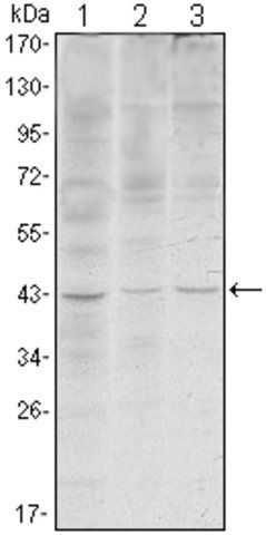 Monoclonal Anti-WIF1 antibody produced in mouse