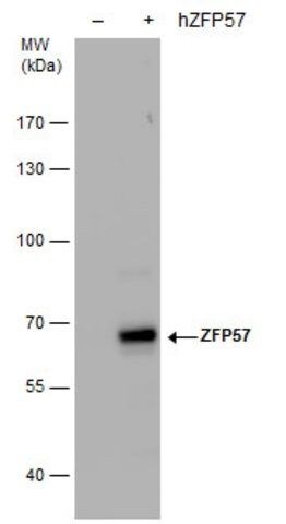 Monoclonal Anti-ZFP57 antibody produced in mouse