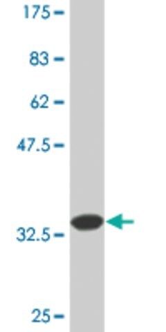 Monoclonal Anti-TNFSF8 antibody produced in mouse