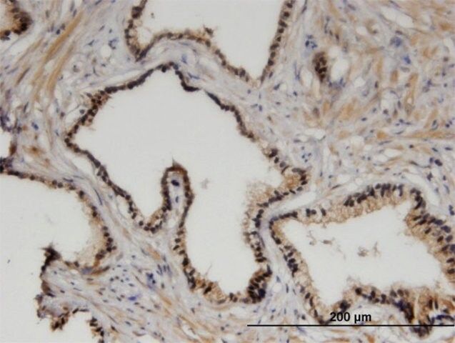 Monoclonal Anti-ZHX3 antibody produced in mouse