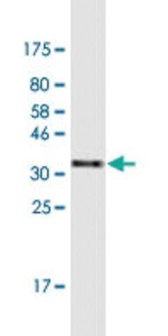 Monoclonal Anti-ZNF134 antibody produced in mouse