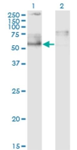 Monoclonal Anti-ZNFN1A5 antibody produced in mouse