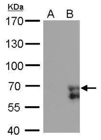 Monoclonal Anti-ZNF703 antibody produced in mouse