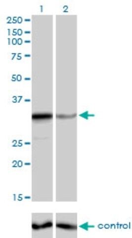 Monoclonal Anti-ZNF346 antibody produced in mouse