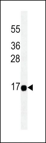 MONOCLONAL ANTI-THEM2 antibody produced in mouse