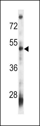 MONOCLONAL ANTI-VSIG8 (C-TERMINAL) antibody produced in mouse