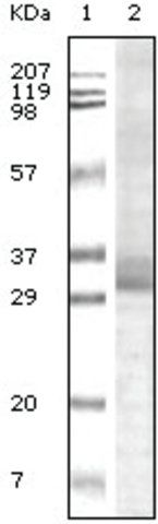 Monoclonal Anti-Trim5 antibody produced in mouse