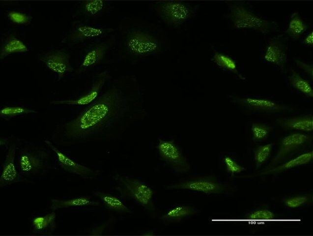 Monoclonal Anti-ZBTB25, (C-terminal) antibody produced in mouse