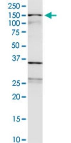 Monoclonal Anti-WDHD1 antibody produced in mouse