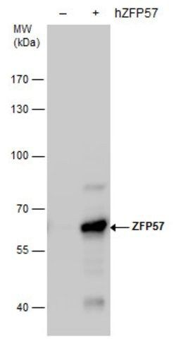 Monoclonal Anti-ZFP57 antibody produced in mouse