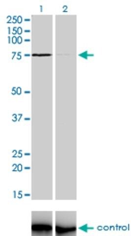 Monoclonal Anti-ZNF281 antibody produced in mouse