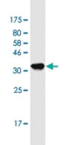 Monoclonal Anti-ZNFX1 antibody produced in mouse