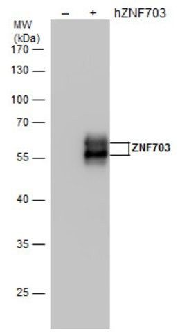 Monoclonal Anti-ZNF703 antibody produced in mouse