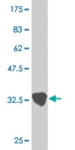 Monoclonal Anti-ZIC2 antibody produced in mouse