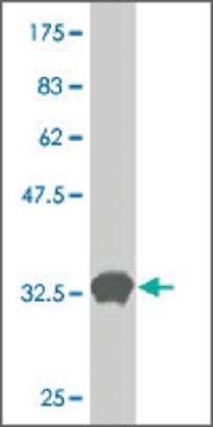 Monoclonal Anti-ZIC2 antibody produced in mouse