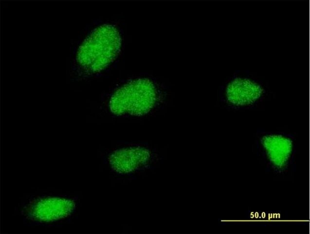 Monoclonal Anti-ZNF131 antibody produced in mouse