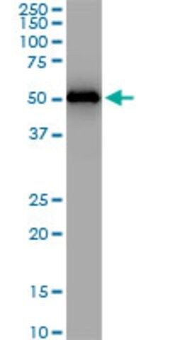 Monoclonal Anti-ZNF622 antibody produced in mouse