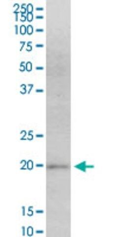 Monoclonal Anti-MAFF antibody produced in mouse