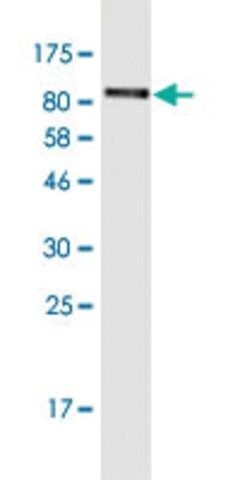 Monoclonal Anti-LRRN1 antibody produced in mouse