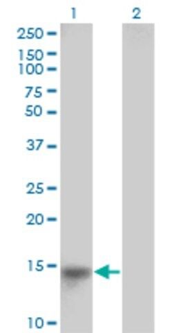 Monoclonal Anti-LRRC8D antibody produced in mouse