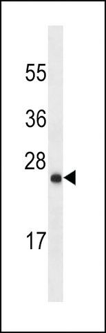 MONOCLONAL ANTI-LYPD6B (CENTER) antibody produced in mouse