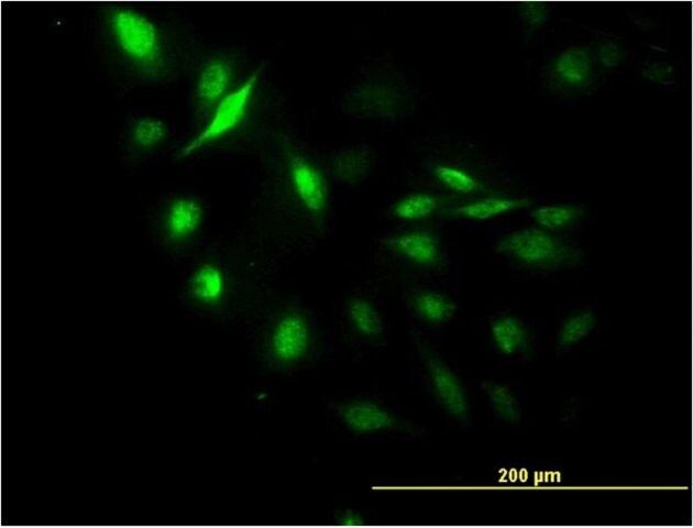 Monoclonal Anti-LUC7L antibody produced in mouse