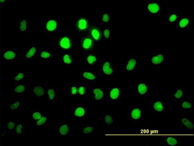 Monoclonal Anti-PBX2 antibody produced in mouse