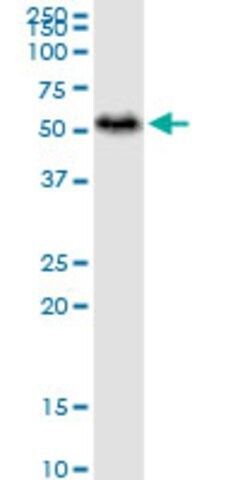 Monoclonal Anti-PAICS antibody produced in mouse