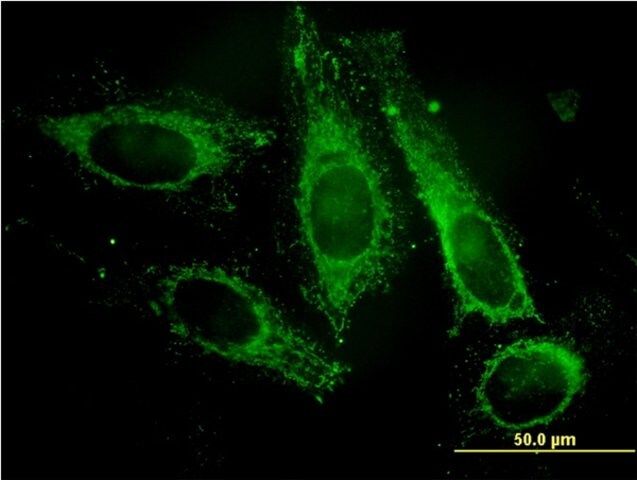 Monoclonal Anti-PAFAH1B3 antibody produced in mouse