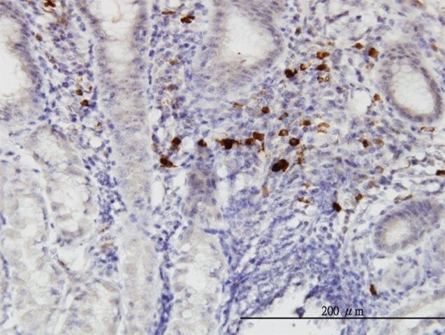 Monoclonal Anti-RASGEF1C antibody produced in mouse