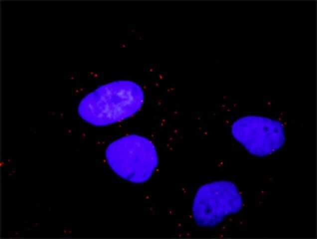 Monoclonal Anti-RAF1 antibody produced in mouse