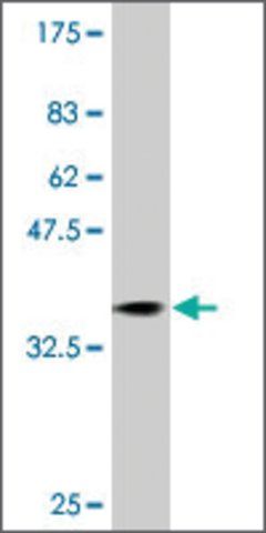 Monoclonal Anti-RAB31 antibody produced in mouse