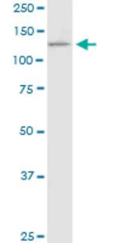 Monoclonal Anti-PCDH11X antibody produced in mouse