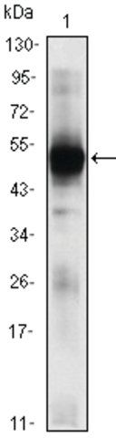 Monoclonal Anti-RAG2 antibody produced in mouse