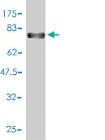 Monoclonal Anti-PVRL2 antibody produced in mouse