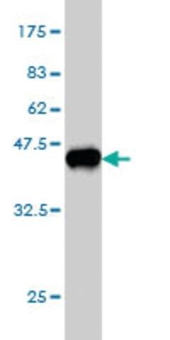 Monoclonal Anti-RAPGEF4 antibody produced in mouse