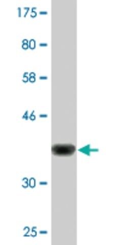 Monoclonal Anti-PYGO1 antibody produced in mouse