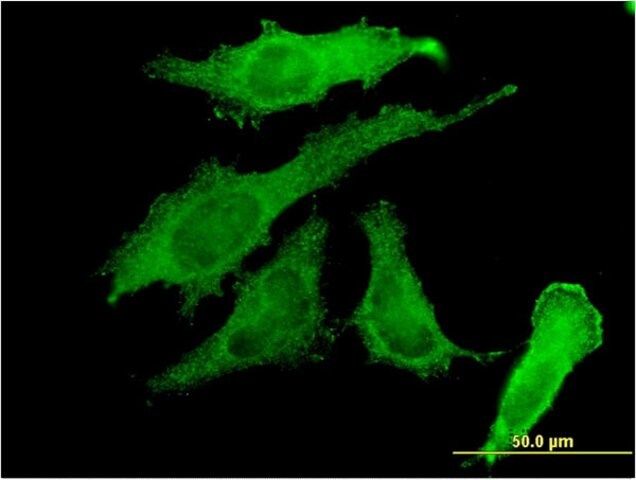 Monoclonal Anti-RBPMS antibody produced in mouse