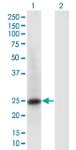 Monoclonal Anti-RAB6B antibody produced in mouse