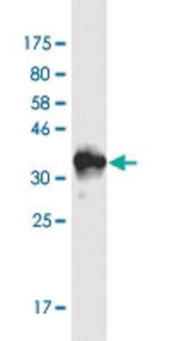 Monoclonal Anti-RAI1 antibody produced in mouse