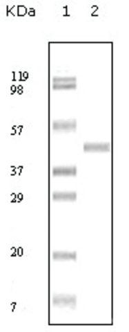 Monoclonal Anti-ABL2 antibody produced in mouse