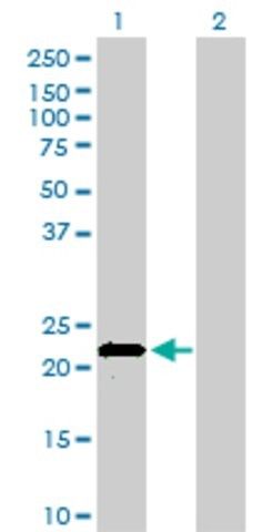 Monoclonal Anti-APOM antibody produced in mouse