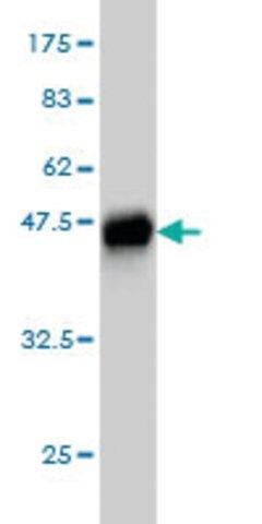 Monoclonal Anti-AATK antibody produced in mouse