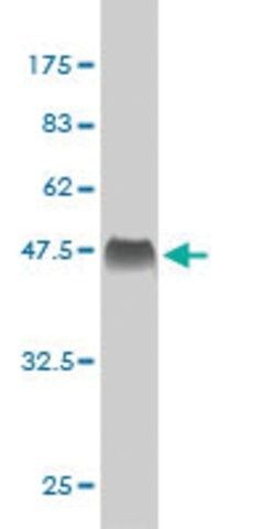 Monoclonal Anti-APLN antibody produced in mouse