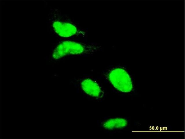 Monoclonal Anti-AATF antibody produced in mouse