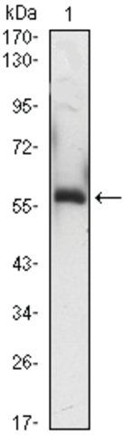 Monoclonal Anti-A1BG antibody produced in mouse