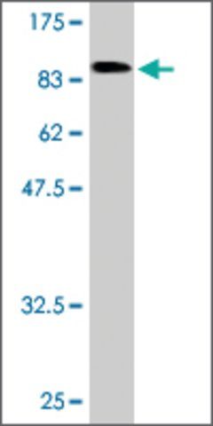 Monoclonal Anti-AMPH antibody produced in mouse