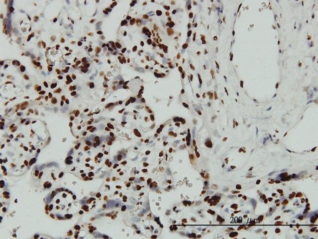 Monoclonal Anti-ARID3A antibody produced in mouse