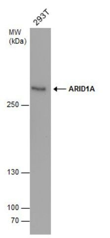 Monoclonal Anti-ARID1A antibody produced in mouse